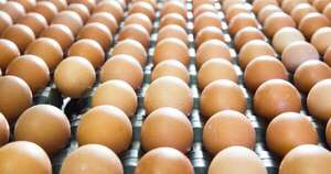 La Nación / Importaciones de huevos fértiles y pollitos de Brasil están aseguradas
