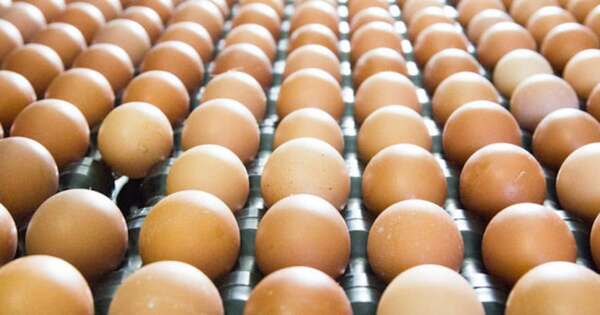 La Nación / Importaciones de huevos fértiles y pollitos de Brasil están aseguradas