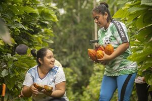 Con caf茅 y cacao, Ecuador es pionero mundial en la producci贸n libre de deforestaci贸n - Revista PLUS