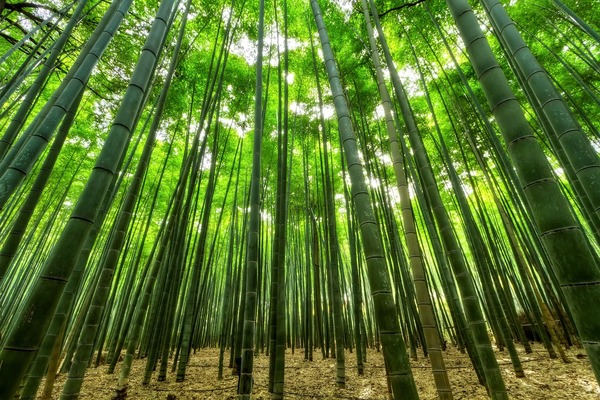 Sector forestal, industrial y biocombustibles en el interés de inversionistas extranjeros - MarketData