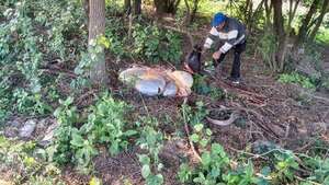 Detienen a supuesto abigeo y recuperan animales vacunos en Paraguarí  - Nacionales - ABC Color