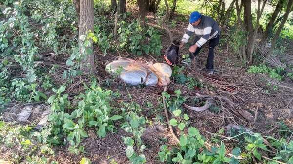 Detienen a supuesto abigeo y recuperan animales vacunos en Paraguarí - Nacionales - ABC Color