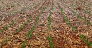 La Nación / Advierten sobre potencial estrés hídrico en parcelas agrícolas debido a nula cantidad de lluvias