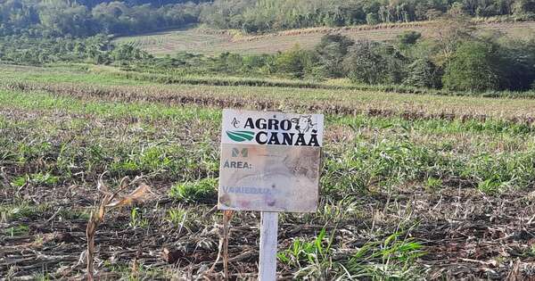 Diario HOY | Intervienen establecimiento rural por producción de droga