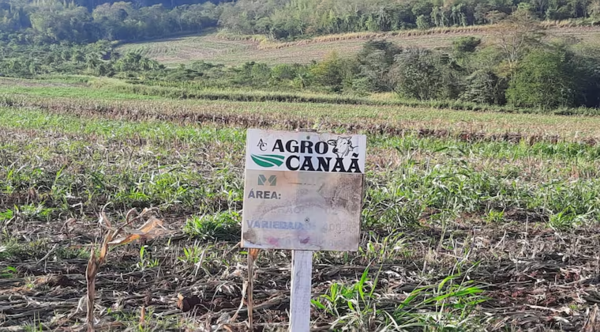 Intervienen establecimiento rural por producción de droga