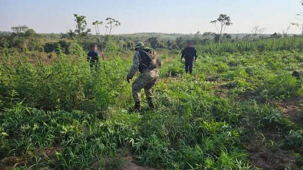 Lucha contra el narcotráfico: realizan operativo “Jeporeka” en la Reserva Natural del Mbaracayú - Policiales - ABC Color
