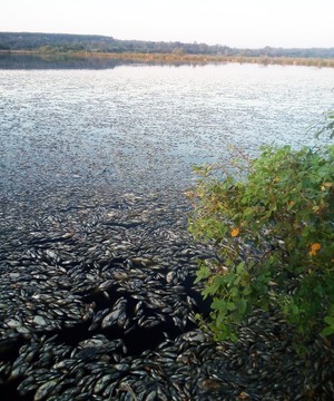 Intervienen planta de Essap en Coronel Oviedo por mortandad de peces - trece