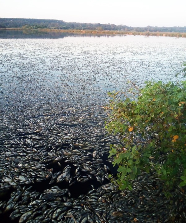Intervienen planta de Essap en Coronel Oviedo por mortandad de peces - trece