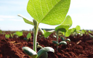 Advierten sobre potencial estrés hídrico en parcelas agrícolas debido a nula cantidad de lluvias