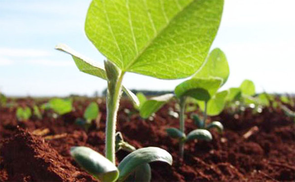 Advierten sobre potencial estrés hídrico en parcelas agrícolas debido a nula cantidad de lluvias