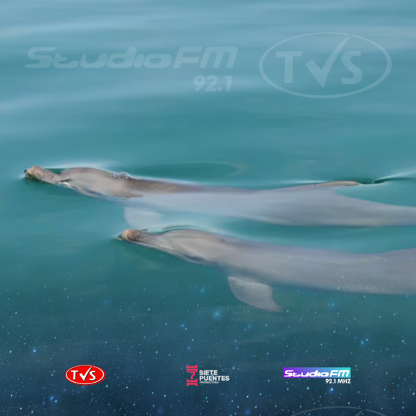 EL SORPRENDENTE MÉTODO DE LOS DELFINES PARA IDENTIFICAR “AMIGOS” - TVS