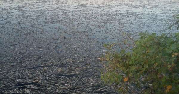 Diario HOY | Tras mortandad de peces, intervienen laguna de tratamiento de efluentes en Cnel. Oviedo