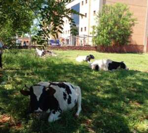Automovilistas denuncian vacas sueltas en zona del Juzgado de San Lorenzo - Nacionales - ABC Color