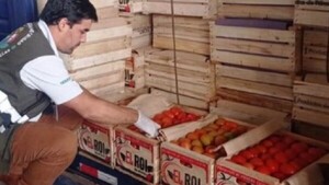 Sospechan mezcla de tomates de contrabando con producción local