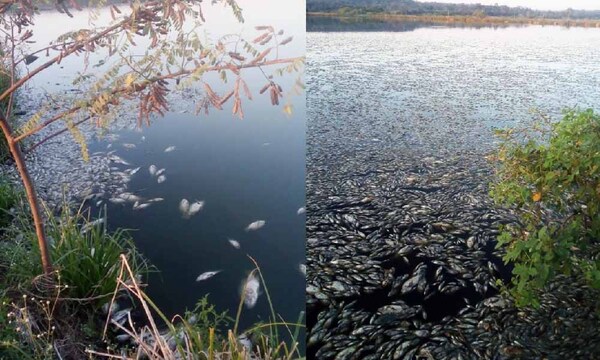 Intervinieron planta de tratamiento ante mortandad de peces y contaminación de arroyo en Coronel Oviedo – Prensa 5