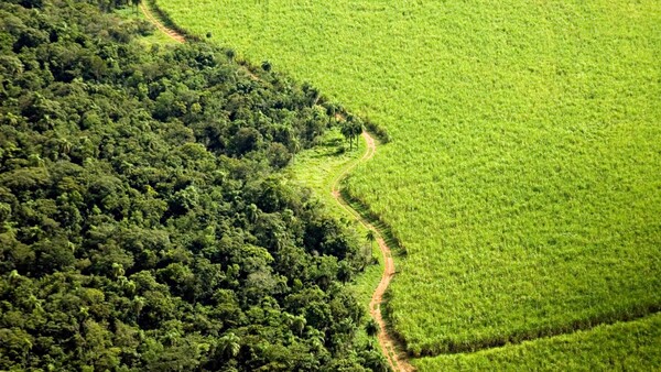 Mades anula hojas de seguridad extraviadas y usadas para permisos ambientales falsos