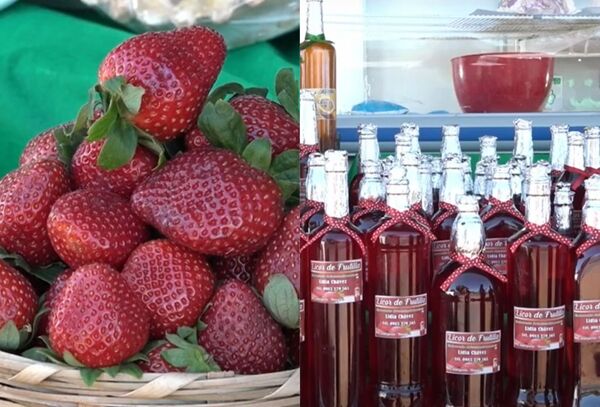 Bajas temperaturas retrasaron producción de frutillas e impactaron en el precio final - Megacadena - Diario Digital