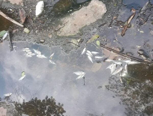 Investigan causas de muerte masiva de peces en piletas de la Essap · Radio Monumental 1080 AM