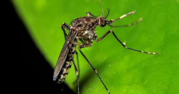 Diario HOY | Qué es y como prevenir el oropouche, el virus que mató a dos en Brasil