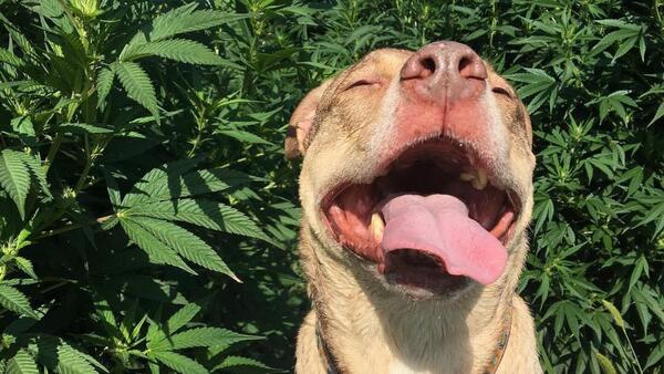 Mascotas tendrán balanceado a base de marihuana paraguaya