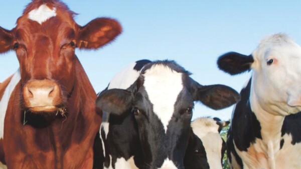 Impuesto anti-contaminación: Van a medir el eructo y el “gas” de las vacas