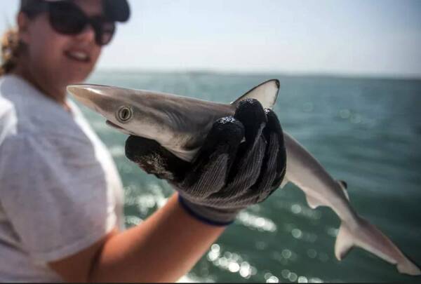 ¡Novaseo! Ahora resulta que hay tiburones que “vuelan”: tienen cocaína en el organismo