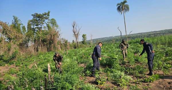 Diario HOY | Operativo “Jeporeka”: ocasionan pérdidas por US$ 4 millones a narcotraficantes
