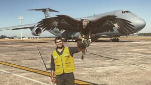 Águila custodiará el Aeropuerto Silvio Pettirossi