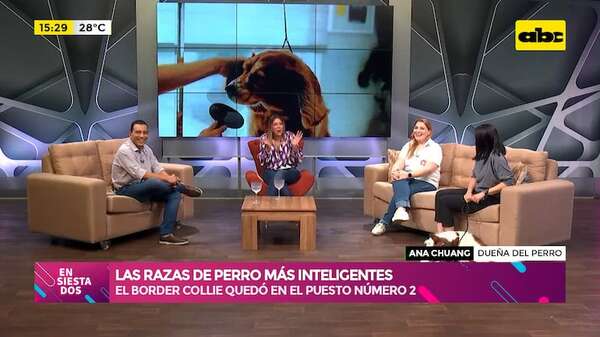 Video: ¿Cuál es ahora la raza de perro más inteligente del mundo? - Ensiestados - ABC Color
