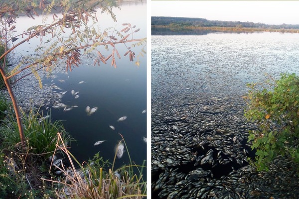 Investigan mortandad de peces en Coronel Oviedo - ADN Digital