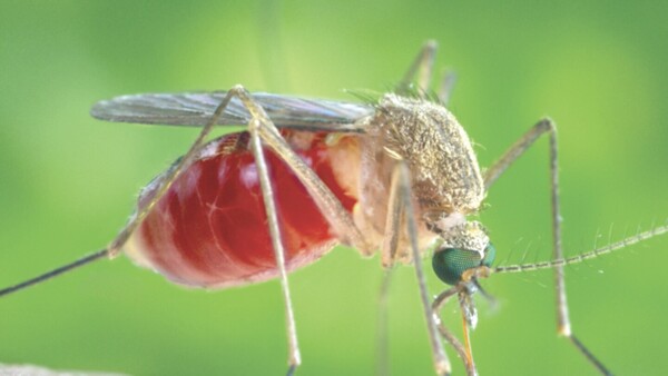 Un nuevo virus vai ya mató a dos en Brasil