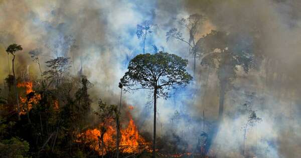 La Nación / Países de la Amazonía recibirán apoyo de EE. UU. en la lucha contra los delitos ambientales