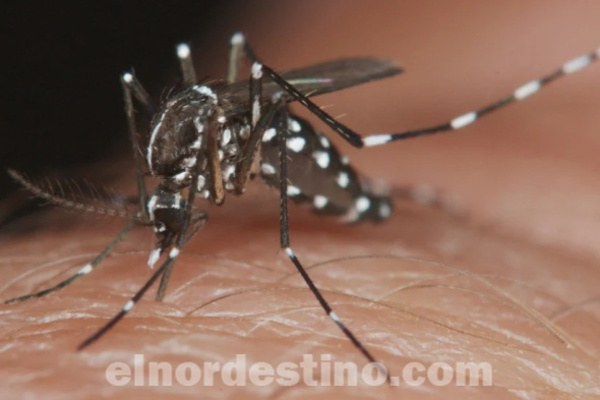 Cuarenta y Cuatro Semanas: Paraguay finaliza período epidémico de dengue con más de cien mil casos acumulados - El Nordestino