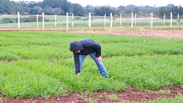 INBIOTEC trabaja en mejoramiento de cultivo de trigo
