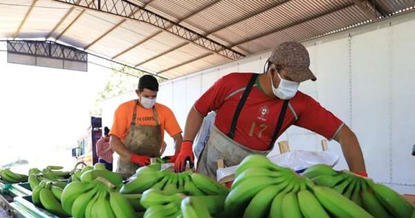 La Nación / Envíos de banana con una buena dinámica en el primer semestre