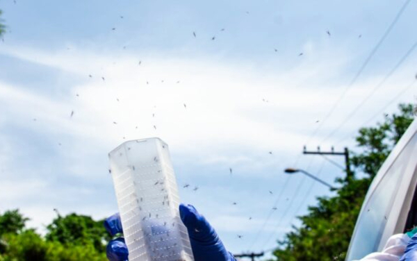 Foz de Yguazú empieza a eliminar mosquitos con el método Wolbachia - La Clave