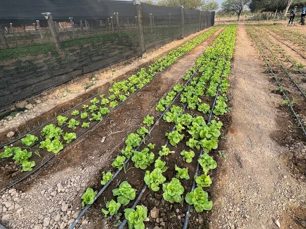 Producción hortícola de escuela agrícola es ejemplo de resiliencia en plena sequía - Noticias del Chaco - ABC Color