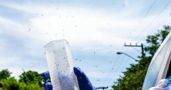 Diario HOY | En Foz de Iguazú, prueban innovador método para eliminar mosquitos