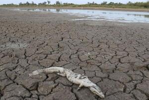 Sequía golpea fuerte a productores y ganaderos de Alto Paraguay - Megacadena - Diario Digital