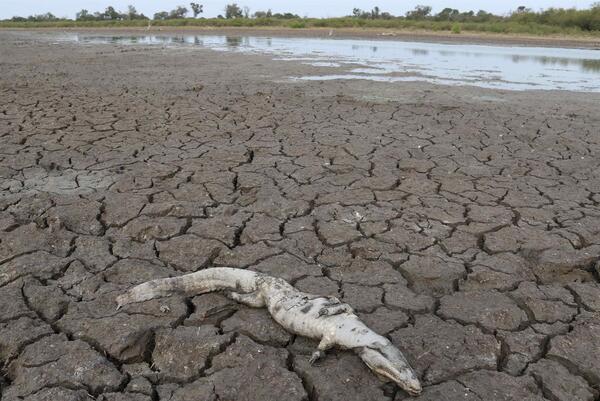 Sequía golpea fuerte a productores y ganaderos de Alto Paraguay - Megacadena - Diario Digital