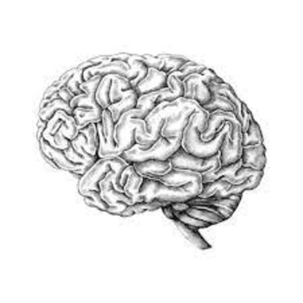 El cerebro y el dolor - El Independiente