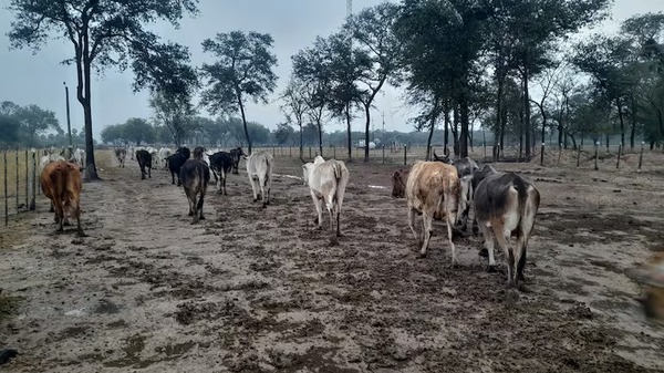 Sequía afecta gravemente a productores de Alto Paraguay - ADN Digital