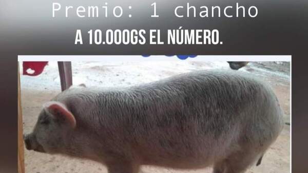 Estudiante sorteará un chancho para pagar la tesis