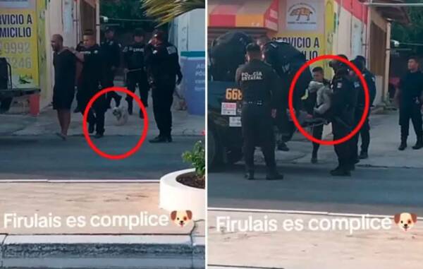 [VIDEO] ¡Un firulais cató preso! La policía se lo llevó en calidad de “cómplice”