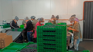Mantis Agropy, la primera en producir arándanos de manera industrial en Paraguay (prevé 30.000 kilogramos de fruta/año)