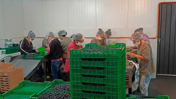 Mantis Agropy, la primera en producir arándanos de manera industrial en Paraguay (prevé 30.000 kilogramos de fruta/año)