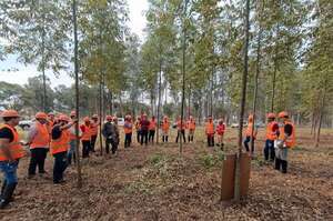 Capacitan sobre poda y raleo forestal para mejorar cultivos - Economía - ABC Color