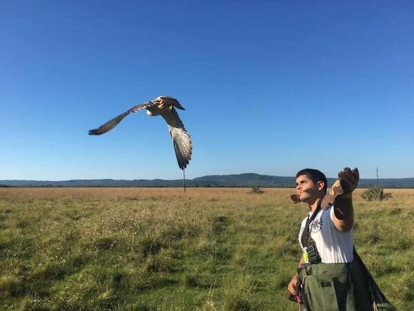 AUDIO: Cetrería ya no ofrece solución eficiente al problema de aves en zona de aeropuertos, cosideran - La Primera Mañana - ABC Color