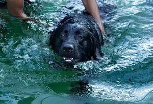 La domesticación no es la única razón por la que el cerebro de los perros sea más pequeño - Mascotas - ABC Color