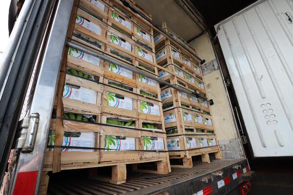 Bananas de Tembiaporá hacen su debut en el mercado brasilero